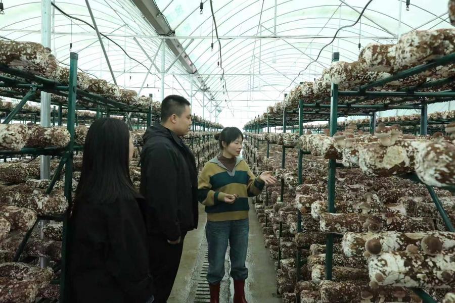 쓰촨(四川)성 이룽(儀隴)현 인산(銀山)촌 식용버섯 온실을 방문한 유관부서 관계자들. (사진/신화통신)