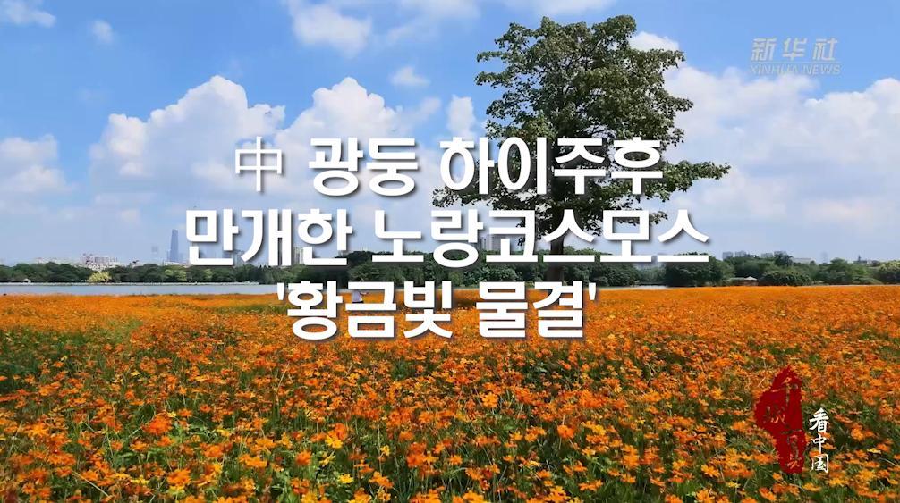 中 광둥 하이주후, 만개한 노랑코스모스 '황금빛 물결'