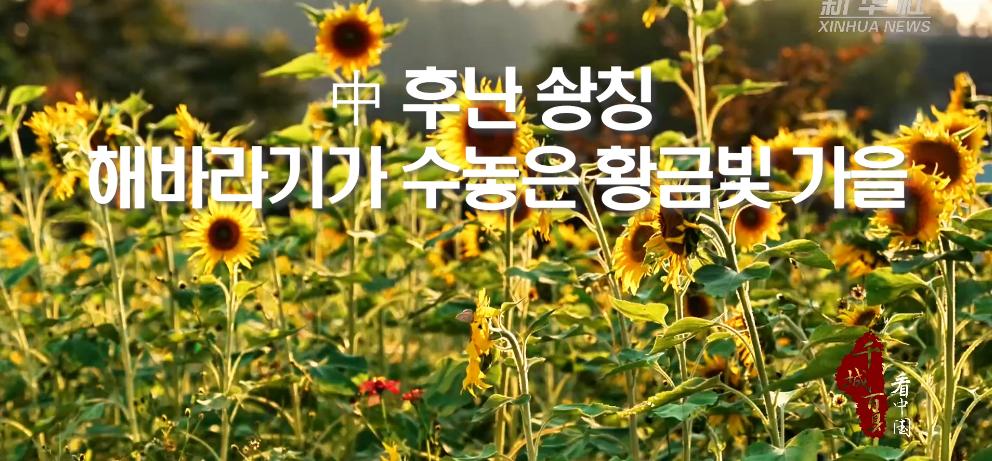 中 후난 솽칭, 해바라기가 수놓은 황금빛 가을