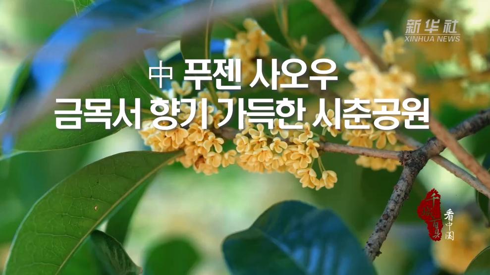 中 푸젠 사오우, 금목서 향기 가득한 시춘공원