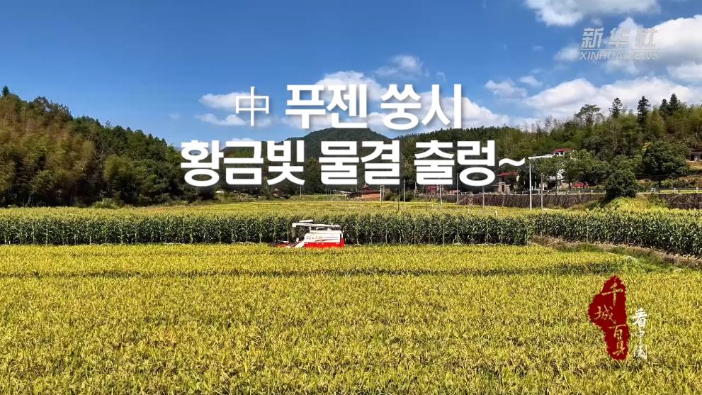 中 푸젠 쑹시, 황금빛 물결 출렁~