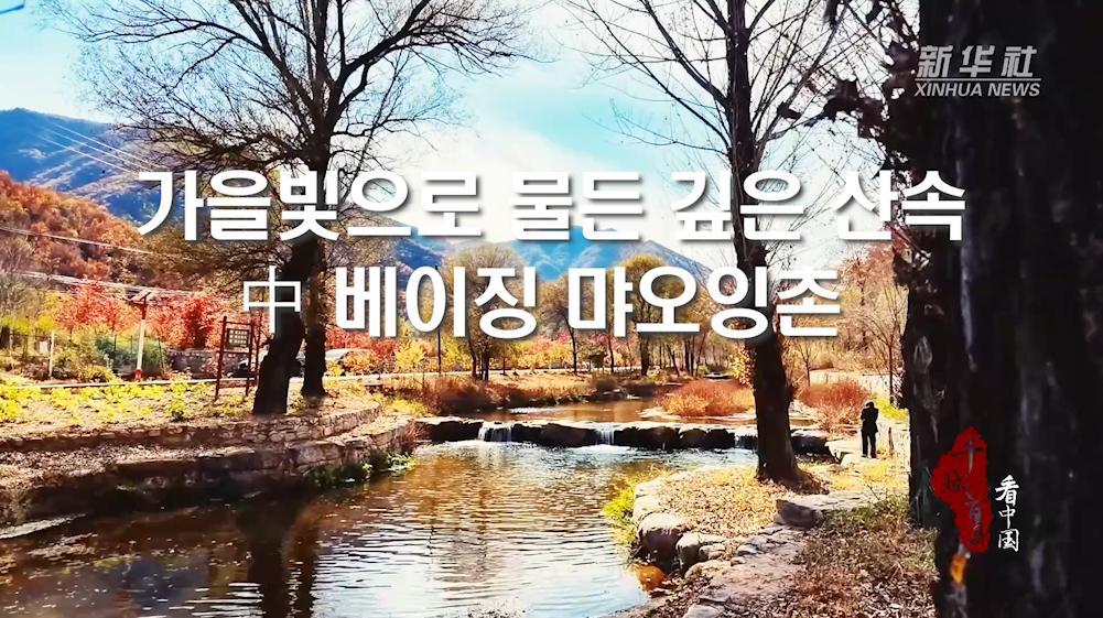 가을빛으로 물든 깊은 산속...中 베이징 먀오잉촌
