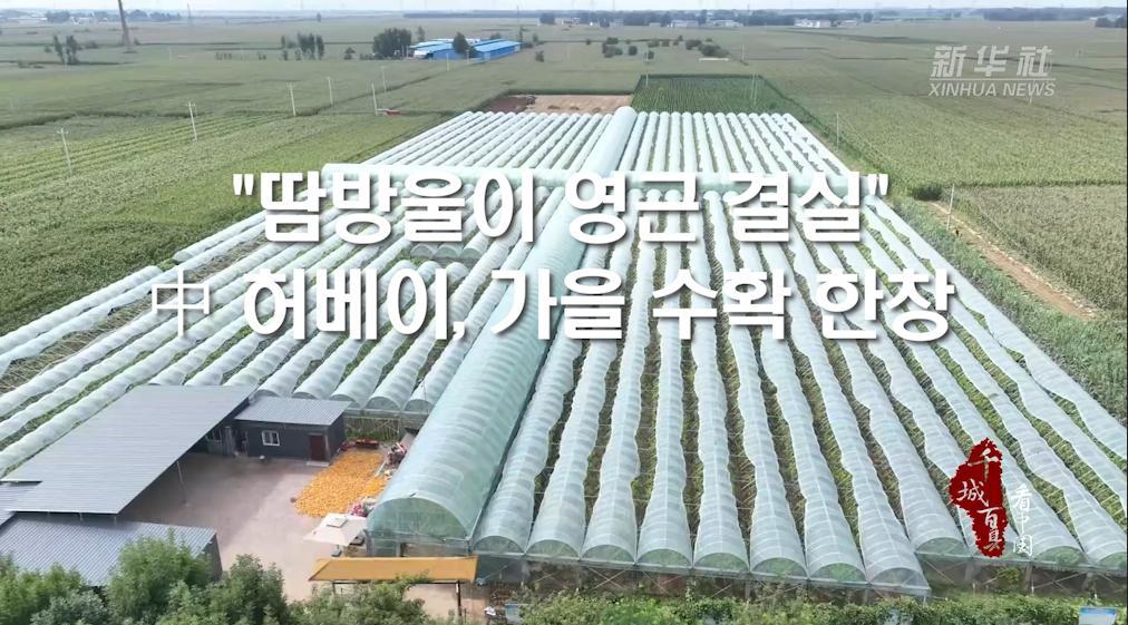 "땀방울이 영근 결실"...中 허베이, 가을 수확 한창