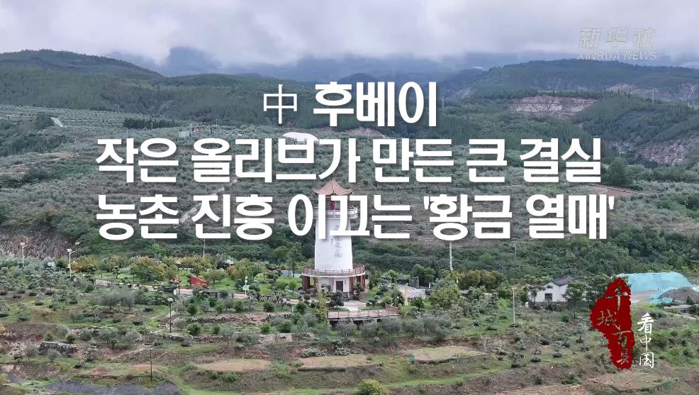 中 후베이, 작은 올리브가 만든 큰 결실...농촌 진흥 이끄는 '황금 열매'