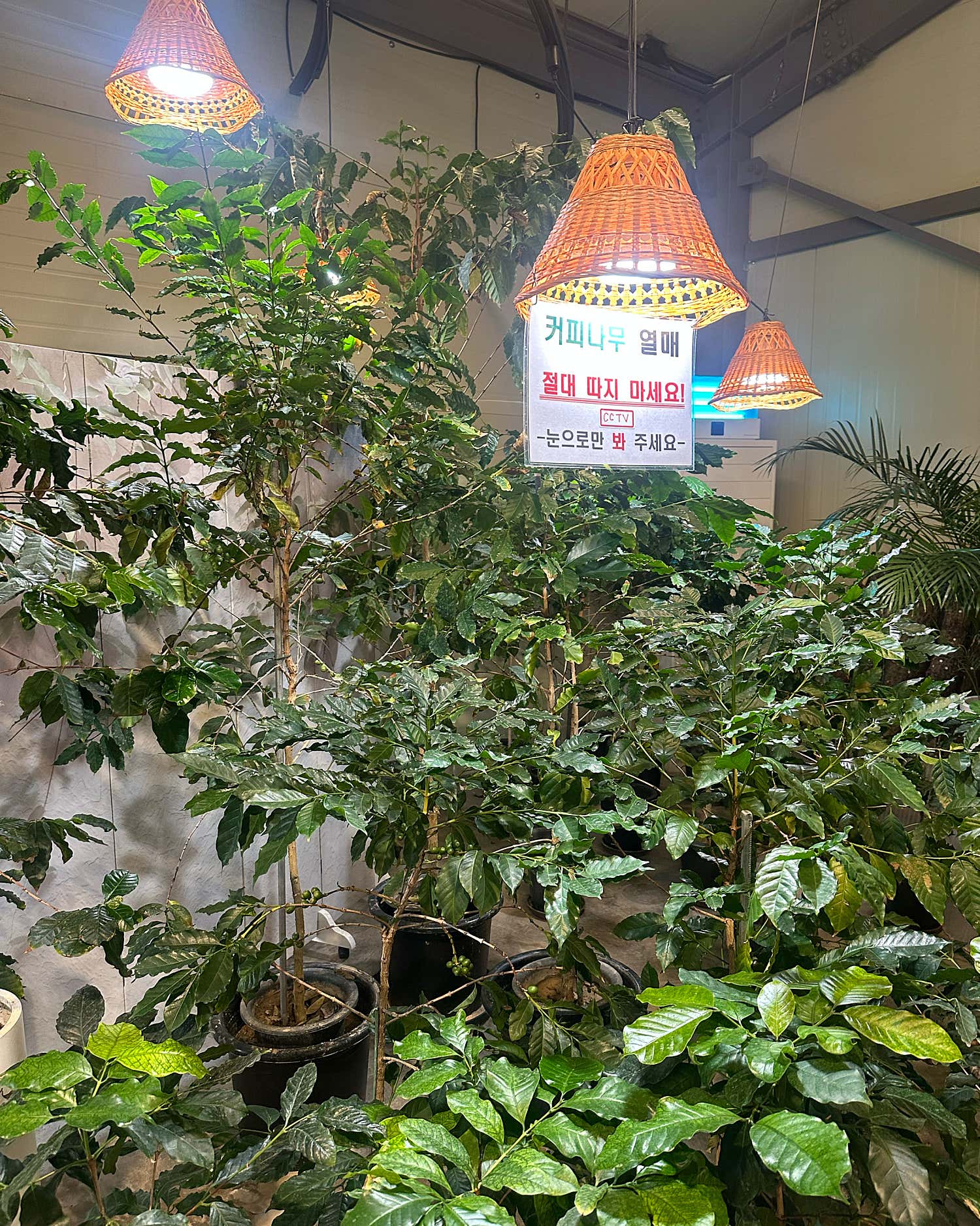 볼빨간앵두14