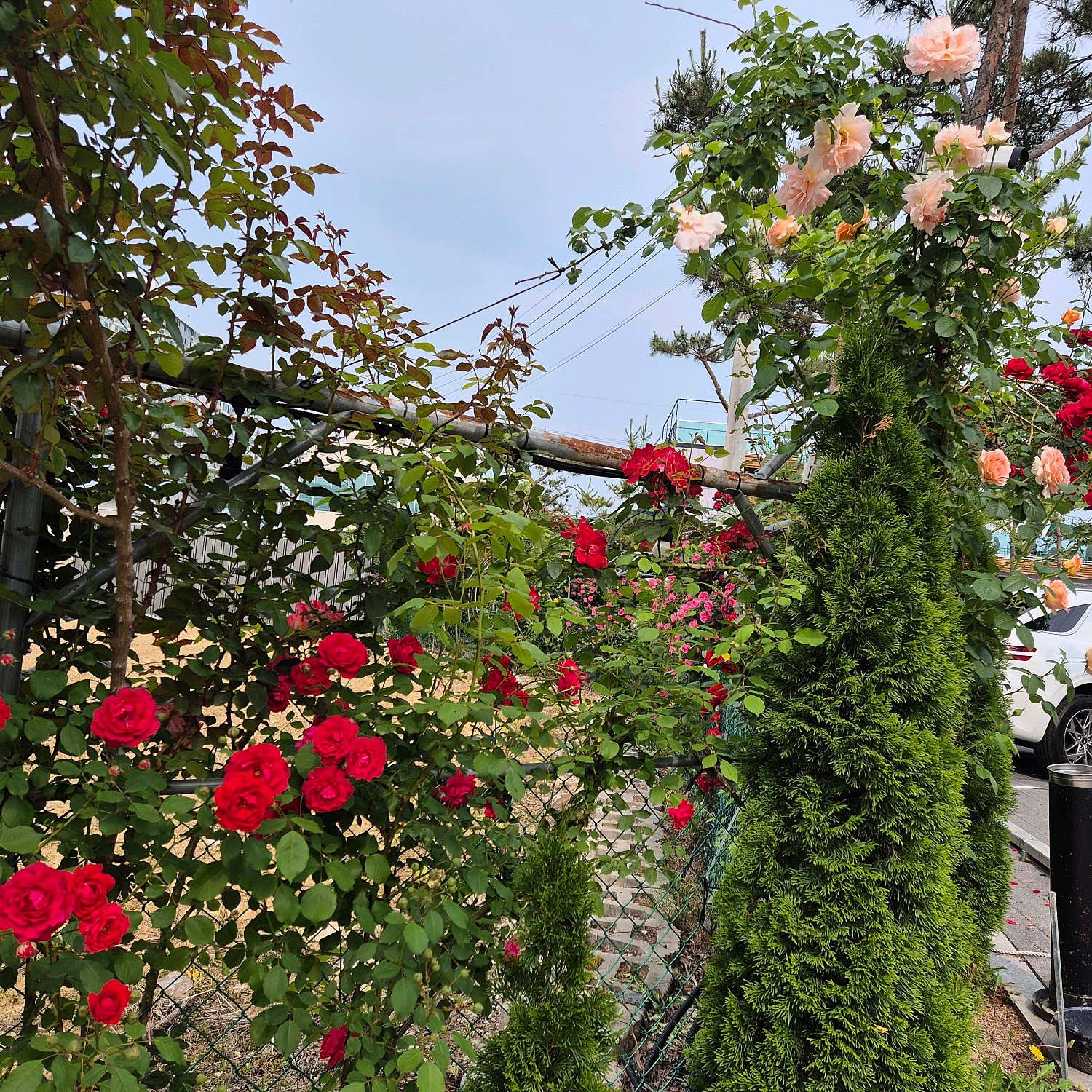 새벽별6369