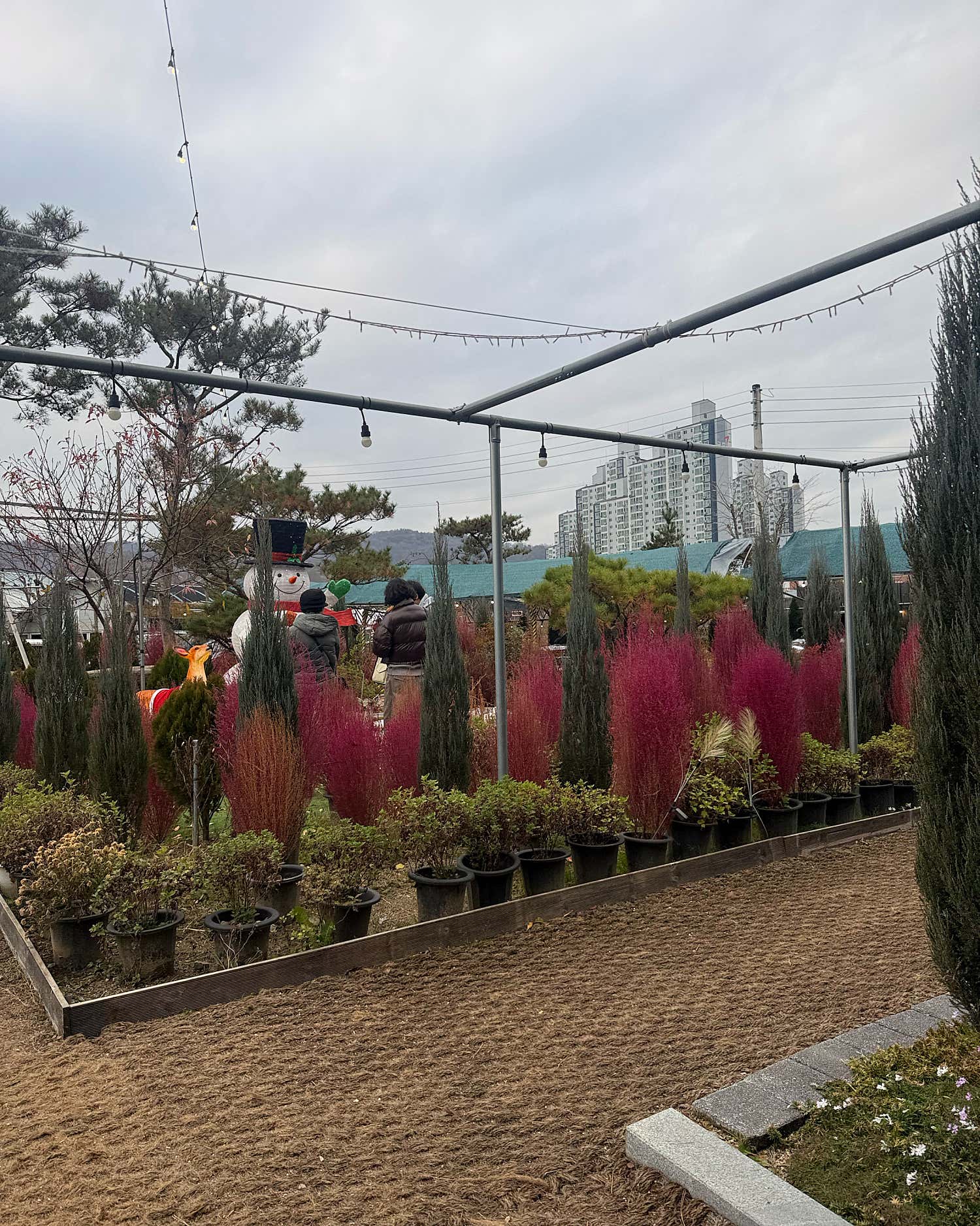 빗쿠리스루
