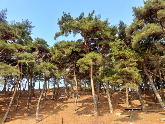 구미 태조산 도리사