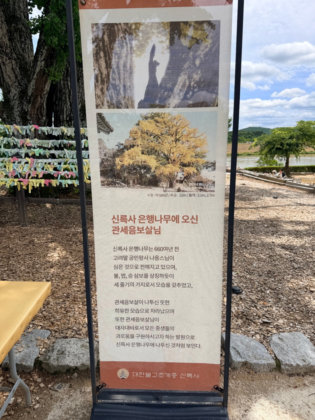 은행나무에온 관세음보살님