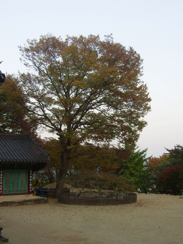 성지순례지 청도 비슬산 용천사